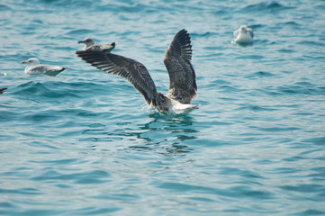 Fototapeta premium beautiful seagulls fly and play on the shabby sea during the summer season