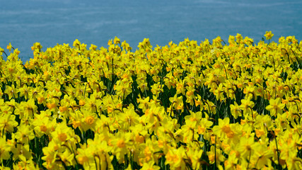 beautiful daffodils on the hill and blue sea