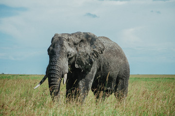 Naklejka na ściany i meble Elefante Africa Safari