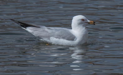 Fototapeta na wymiar gull on the water