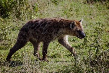 Hiena safari Africa Serengeti