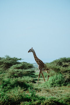Jirafa Giraffa Africa Safari