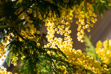 Spring Plants 