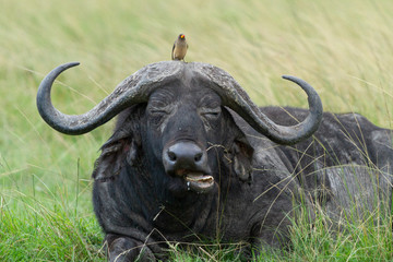 Small bird sits on top of a Cape Buffalo's head while he rests and eats grass