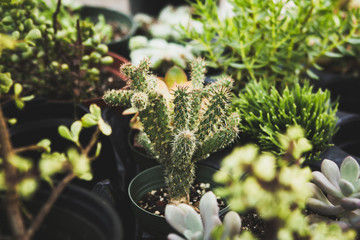 Succulent Arrangement in Studio
