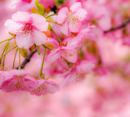 pink flowers on a background