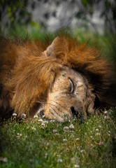 Naklejka premium Leão a dormir na erva ao sol