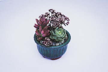 Succulent Arrangement in Studio