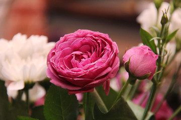 pink rose in the garden