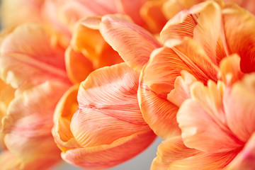 Closeup of petals of beautiful orange and with red streaks tulips in vase. Flower background. Floral Wallpaper. Copy space