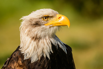 Portrait eines Adlers Bokeh