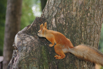 squirrel in the Park on a tree