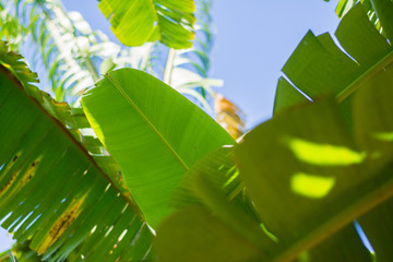 hojas platanero verdes