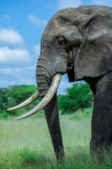 Fototapeta na wymiar Elefante Safari África