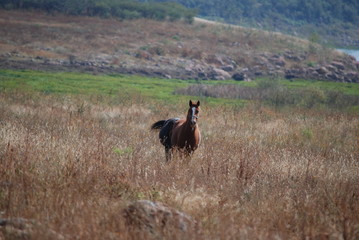 horse in the field