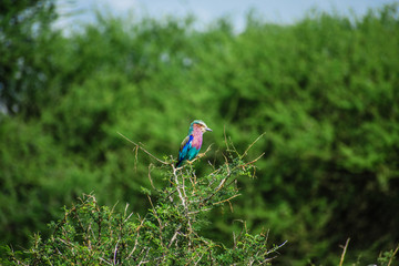 Colorful bird Safari Africa