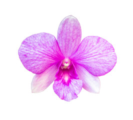 Fototapeta na wymiar Beautiful flower Orchid, Purple phalaenopsis isolated on white background