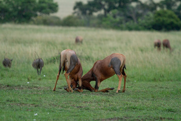 Topi antelope fighting for dominance in front of a field with other animals