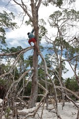 A young man is climbing up the tree roots of the mangrove, Mangue Seco, Jericoacoara, Ceará, Brasil