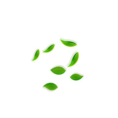 Falling green leaves. Fresh tea neat leaves flying