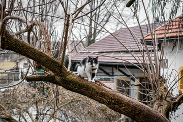 Obraz premium Katze auf Baum
