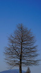 a leafless tree and blue sky