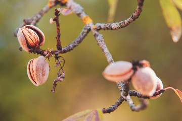 Ripe almonds nuts on almond tree ready to harvest in summer time