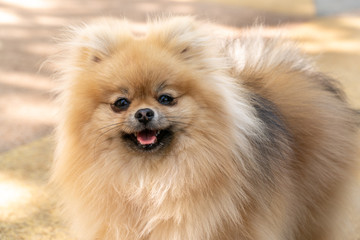 Portrait of a little fluffy Pomeranian puppy smiling