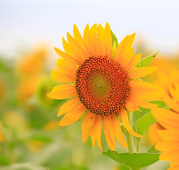 Naklejka premium Beautiful sunflowers in the botanical garden