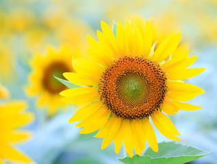 Obraz premium Beautiful sunflowers in the botanical garden