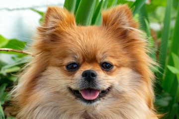 Amazing portrait of Pomeranian cute dog during sunset in the grass. Spitz cheerful in the grass. Smiling dog