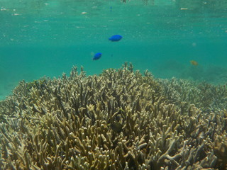 Fototapeta na wymiar 珊瑚と魚の海