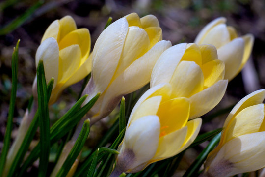 Closeup picture of a crokus. Very beautiful flowers of crocuses