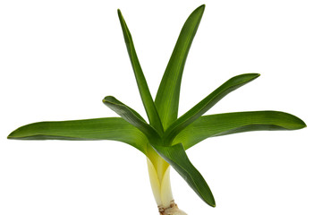 Obraz premium Green leaves of hyacinth flower, isolated on white background