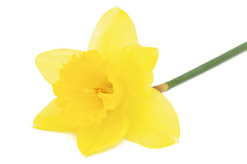 Flower of yellow Daffodil (narcissus), isolated on white background