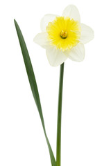 Obraz premium Flower of white Daffodil (narcissus), isolated on white background