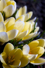 Closeup picture of a crokus. Very beautiful flowers of crocuses