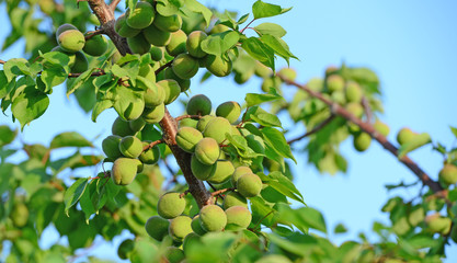 The peach on the peach tree, close-up