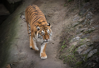 Portrait of young tiger resting on a ground in a zoo yard
