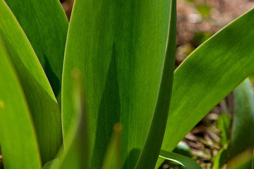 Fototapeta premium Leaves of tulips. Grass leaves. Wheat leaves. The beautiful texture from leaves
