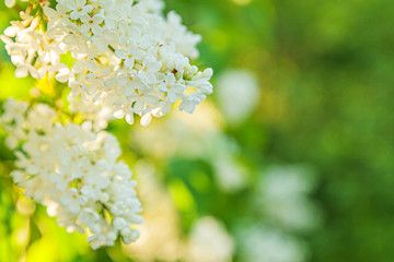Beautiful smell white lilac blossom flowers in spring time. Close up macro twigs of lilac selective focus. Inspirational natural floral blooming garden or park. Ecology nature landscape.