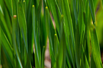 Fototapeta na wymiar Leaves of tulips. Grass leaves. Wheat leaves. The beautiful texture from leaves