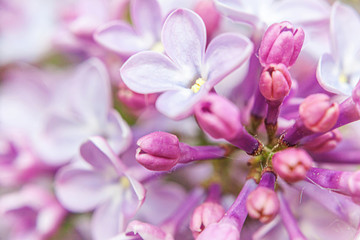 Fototapeta na wymiar Beautiful smell violet purple lilac blossom flowers in spring time. Close up macro twigs of lilac selective focus. Inspirational natural floral blooming garden or park. Ecology nature landscape