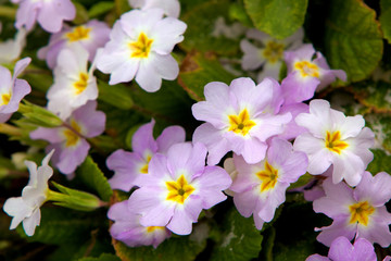 Obraz na płótnie Canvas Closeup picture of a primrose. Very beautiful flowers of primroses.
