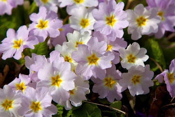 Closeup picture of a primrose. Very beautiful flowers of primroses. © zicksvift