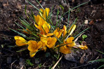 Closeup picture of a crokus. Very beautiful flowers of crocuses