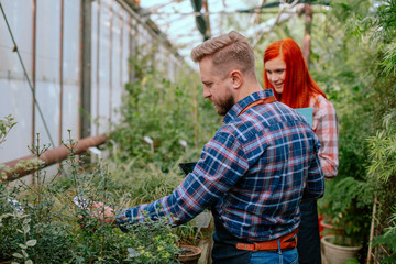 Happy in a good mood gardener lady and her colleague man with a beard in a large greenhouse they analyzing the condition of decorative plants
