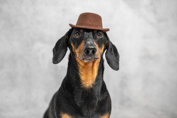 cute dachshund dog, black and tan, dressed in a brown elegant hat on a gray wall background. Copy...