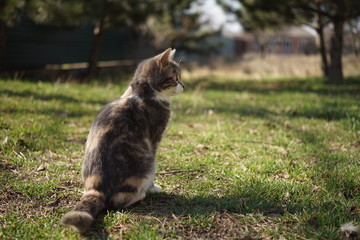 Naklejka na ściany i meble Tricolor ash kitten resting on green grass in a sunny garden, back view.