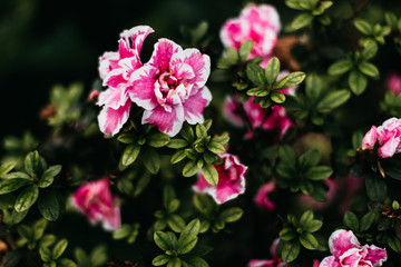 Fototapeta premium pink flowers in the garden